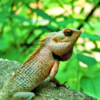 rehenafrin@gmail.com